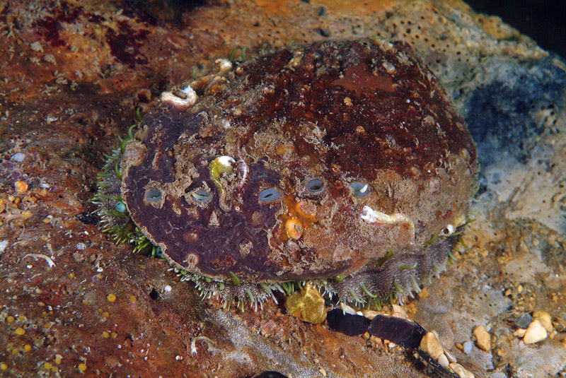 Haliotis sp.